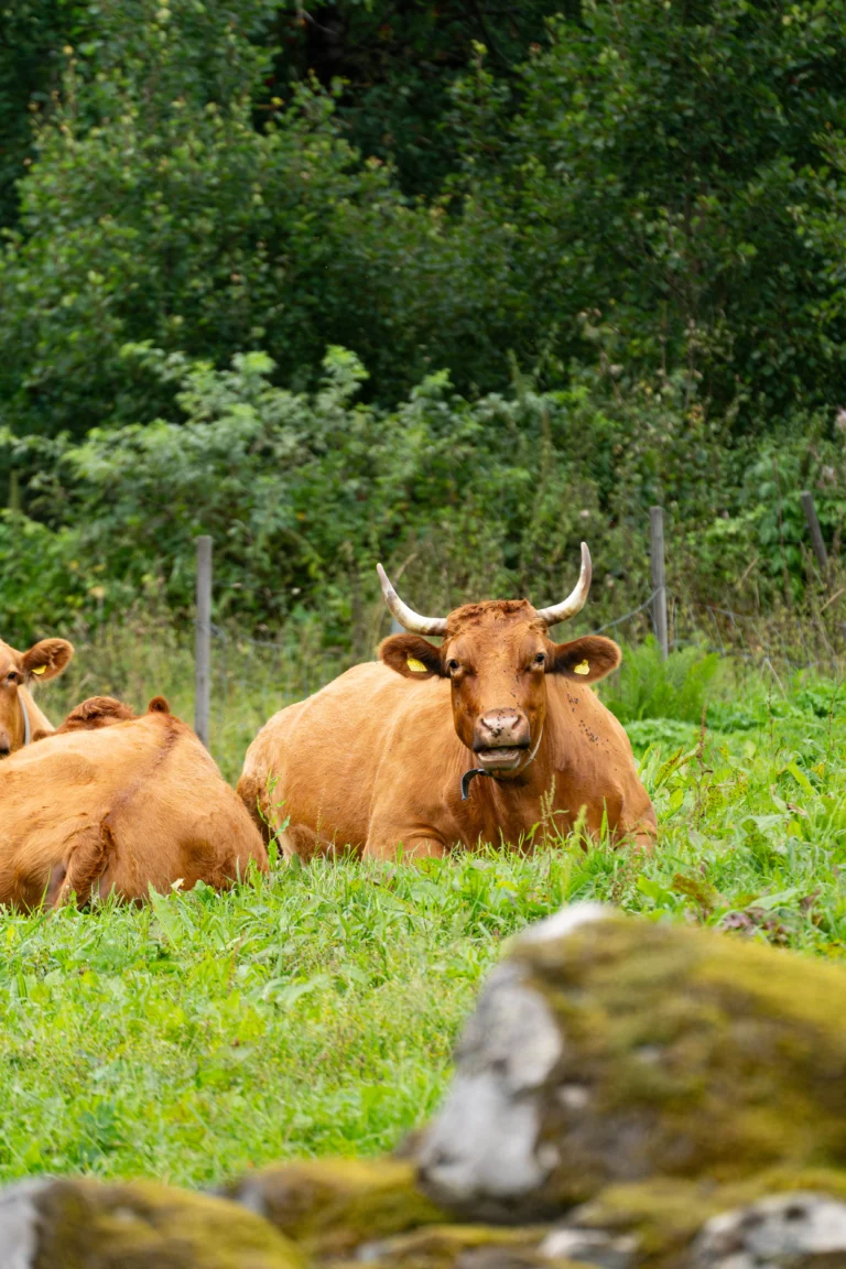 Vaches allongées dans un pâturage à Valberg.